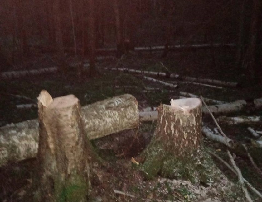 Задержан лесоруб, успевший уничтожить семь деревьев