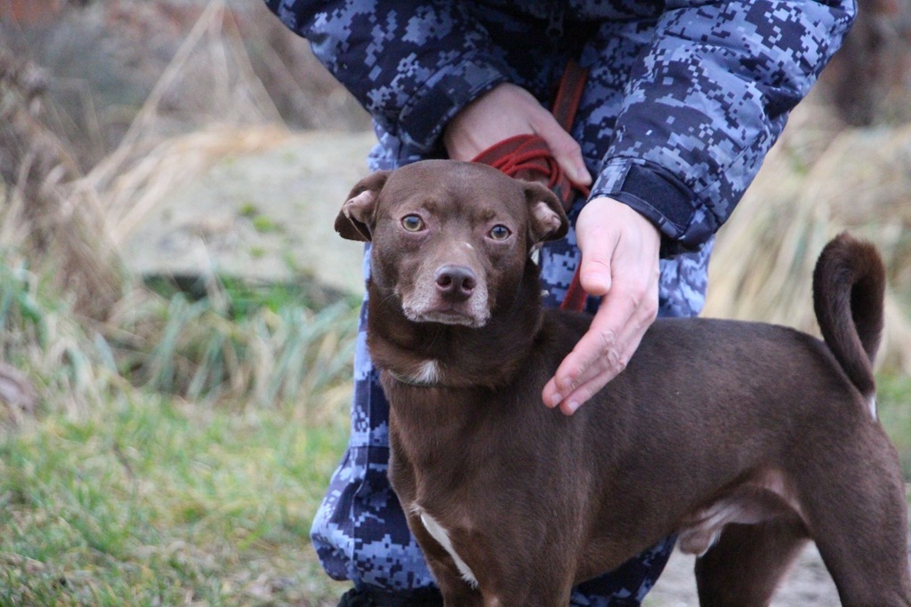 Кинологи Росгвардии встретились с подопечными Центра реабилитации бездомных животных &laquo;Славянское&raquo;